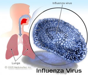 influenza_virus